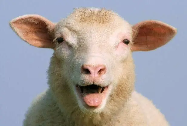 ewe