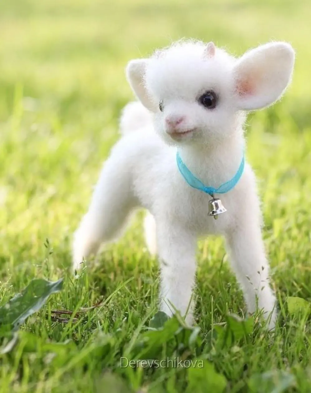lamb