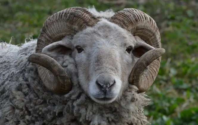 ram